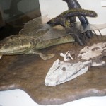 Tiktaalik