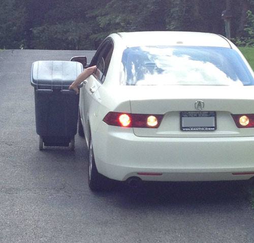 Дальневосточный сцинк: удивительный мир ящериц, о которых вы не знали!