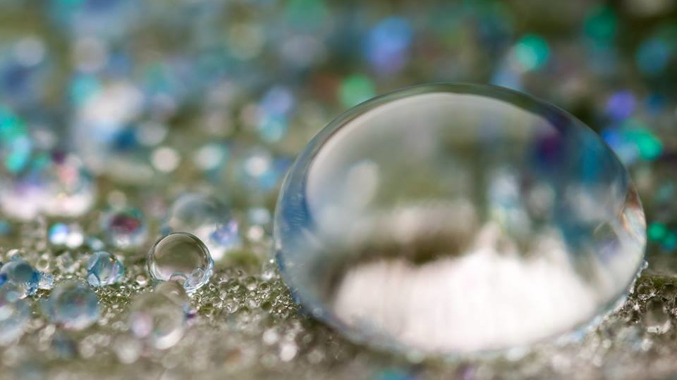 Необыкновенный мир Davus fasciatus: Пауки, которые завораживают