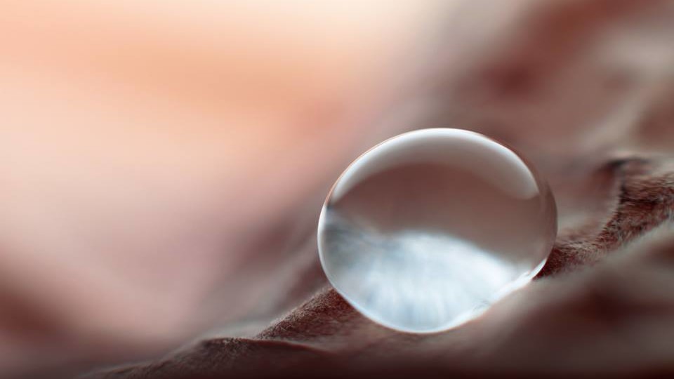 Волки: тайны питания самых ловких хищников