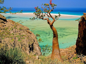 Сокотра - остров невиданных растений и животных 