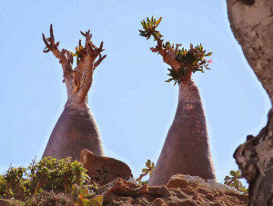 Сокотра - остров невиданных растений и животных 