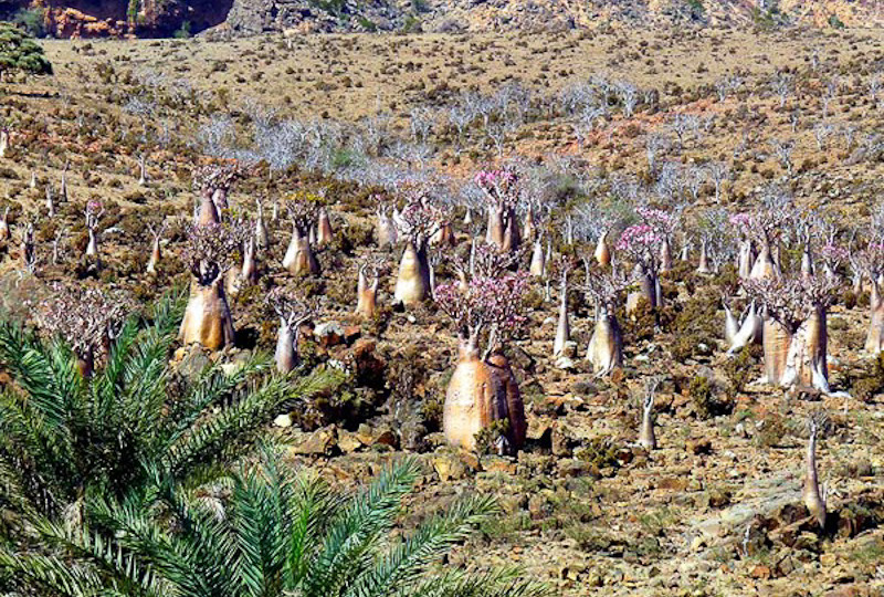 Жук олень: что он ест и как живёт?