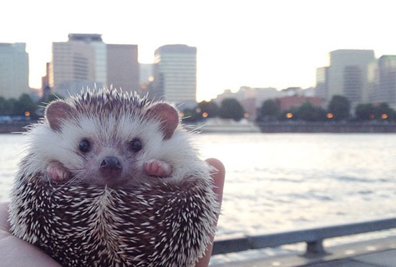 Как называются дети рыбы: увлекательный мир подводной жизни