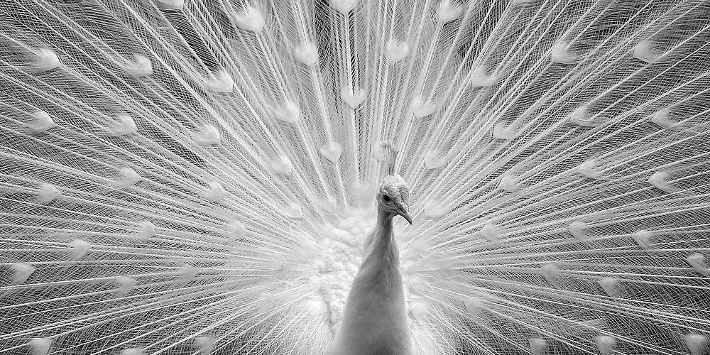 Белые ангелы Земли. Альбинизм — дар или проклятие?