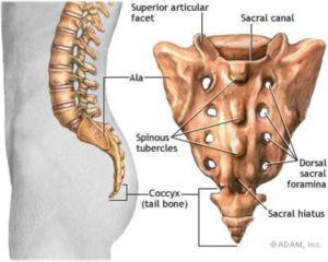 Копчик (coccyx)