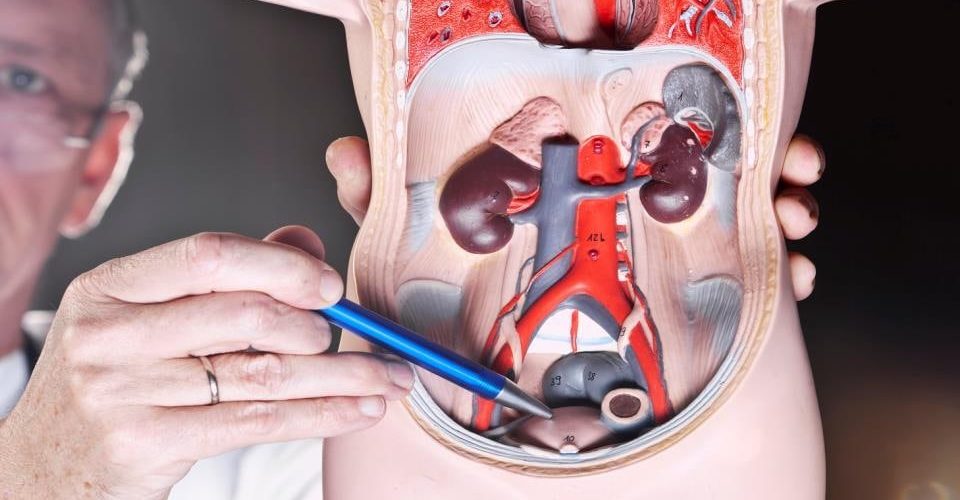 Удивительная кровеносная система паукообразных: как они дышат и движутся