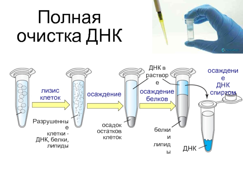 Методы выделения ДНК 